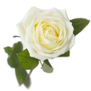 Valkoinen ruusu tuote hintaan 14€ liikkeestä Interflora