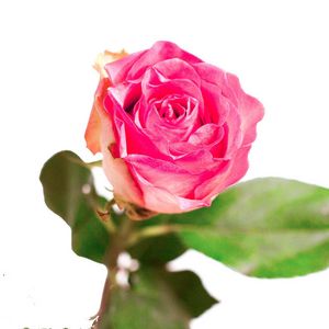 Vaaleanpunainen ruusu tuote hintaan 14€ liikkeestä Interflora