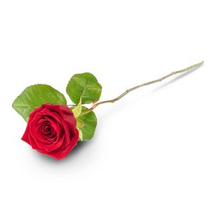 Yksi punainen ruusu tuote hintaan 16€ liikkeestä Interflora