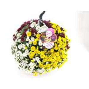 Amppeli Chrysanthemum tuote hintaan 1390€ liikkeestä Rusta